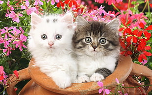 white and gray long coated kittens in front of assorted flowers
